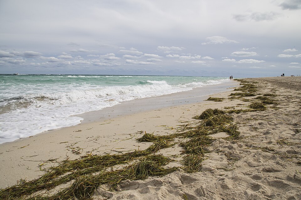 Algas varadas y fragmentadas en la línea de playa
