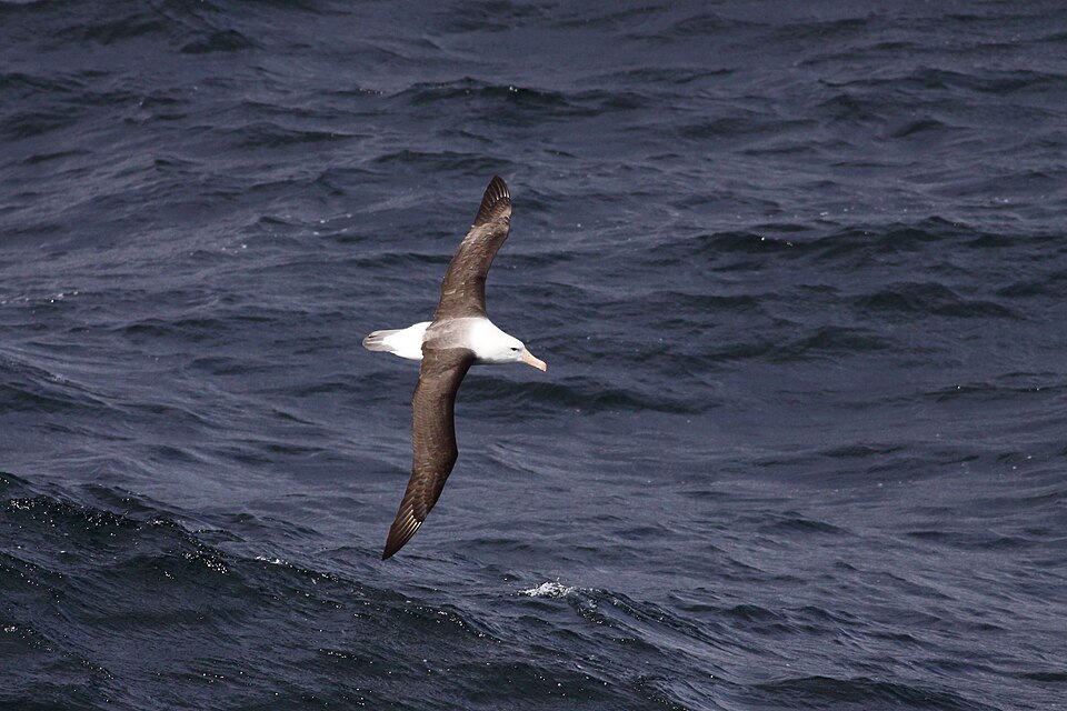 Albatros de ceja negra planeando sobre el mar, con las alas extendidas