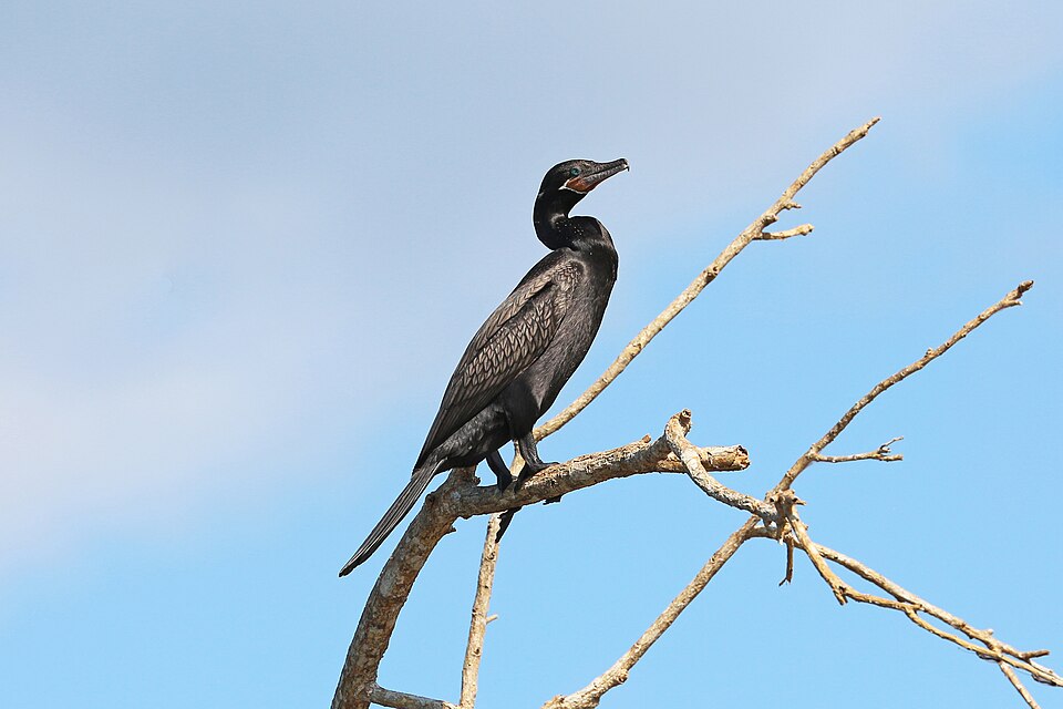 Cormorán posado, con cuello largo en S y pico ganchudo