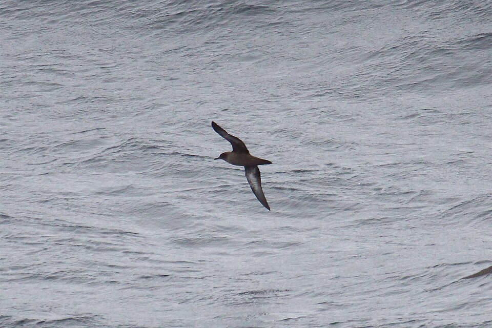 Fardela negra en vuelo bajo y rígido sobre el mar