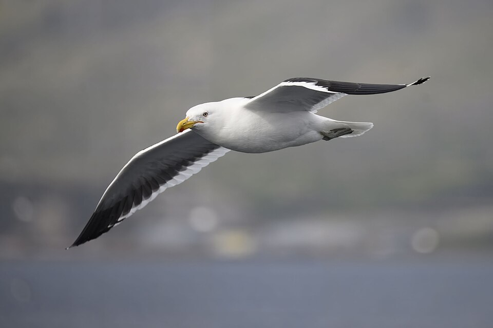 Gaviota dominicana en vuelo, con el dorso negro y el pico amarillo con mancha roja