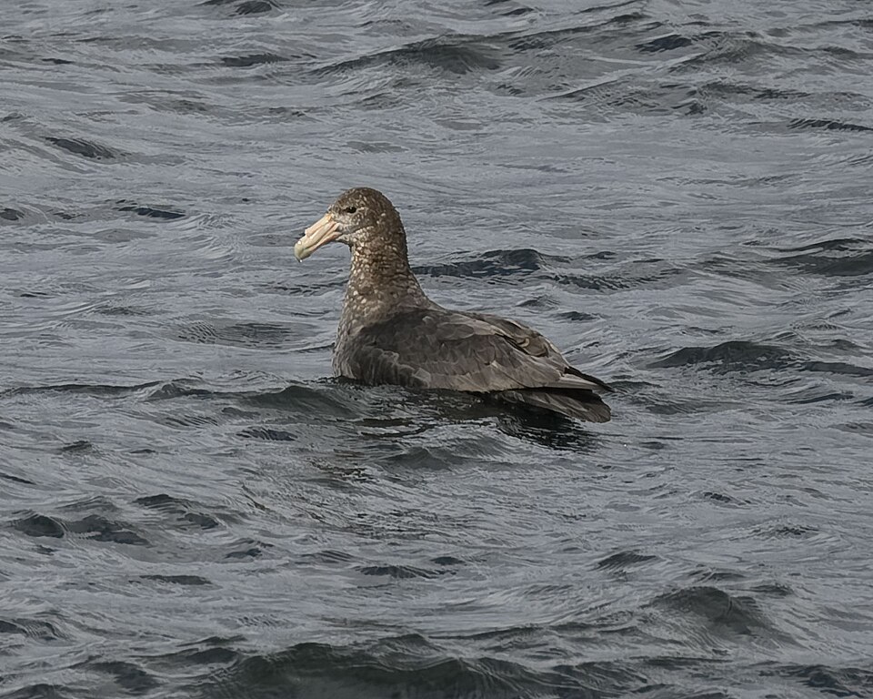 Petrel gigante posado en el agua, con el pico pálido y el tubo nasal visible