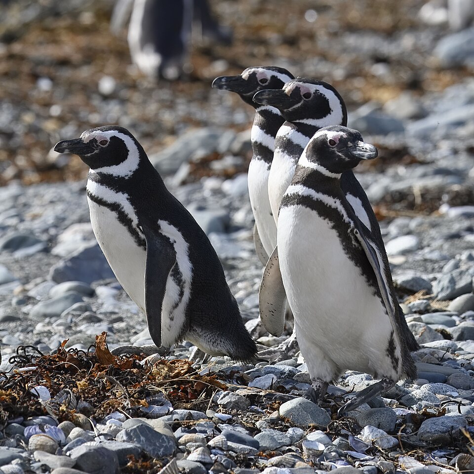 Grupo de pingüinos de Magallanes en la orilla, con las dos bandas negras del pecho visibles