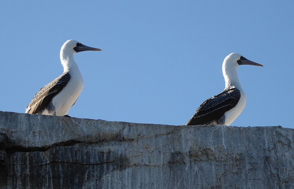 Dos piqueros posados, con cabeza blanca, dorso oscuro y pico en forma de daga