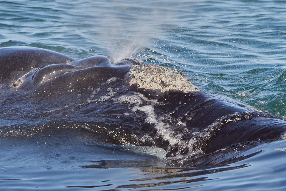 Ballena franca austral emergiendo, con las callosidades blancas visibles sobre la cabeza