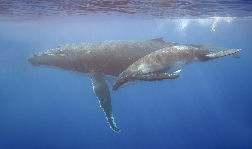 Ballena jorobada con su cría, mostrando las largas aletas pectorales blancas