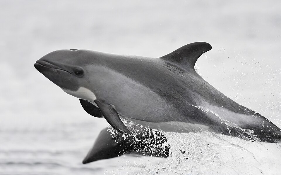 Delfín austral saltando, con la cara oscura y la aleta dorsal falcada