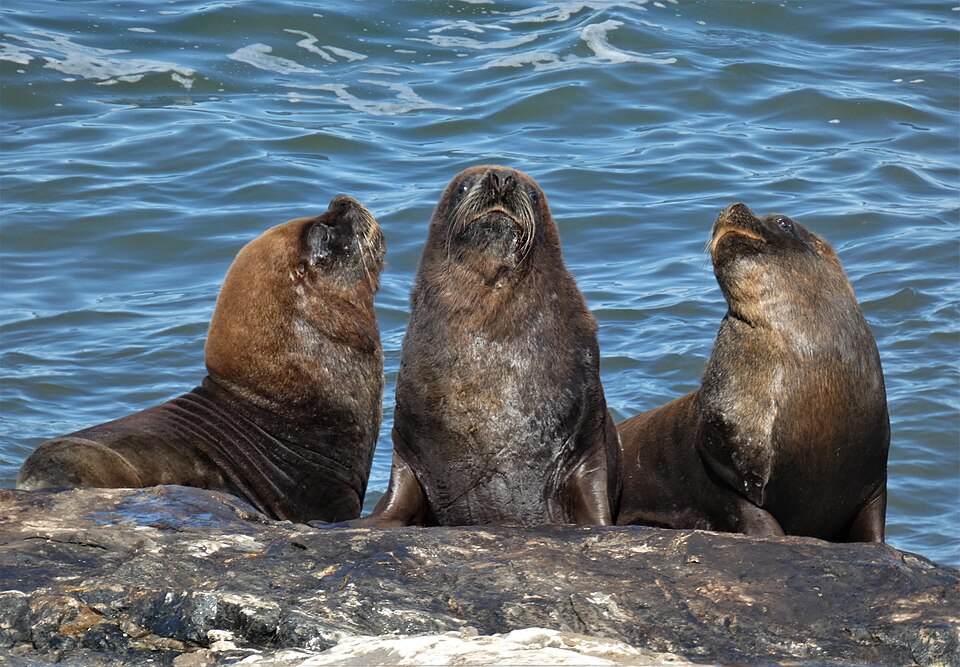 Tres lobos marinos comunes sobre una roca
