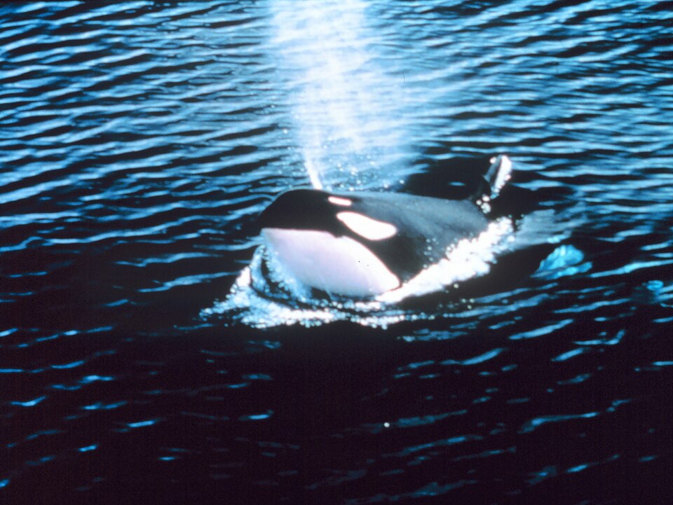 Orca emergiendo con el soplo visible, mostrando la mancha blanca detrás del ojo