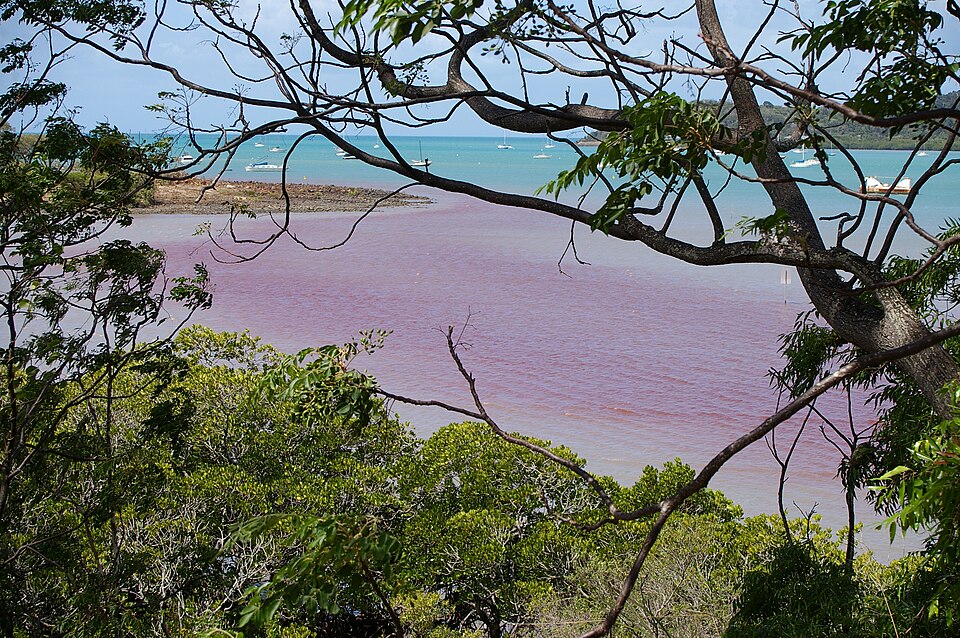 Bahía con decoloración rojiza por floración algal, junto a agua de color normal